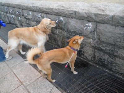 IMGP9272.JPG