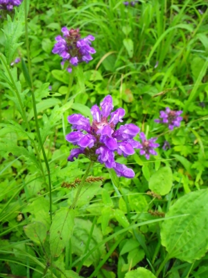 IMGP2636.JPG