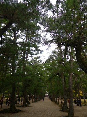 IMGP4448.JPG