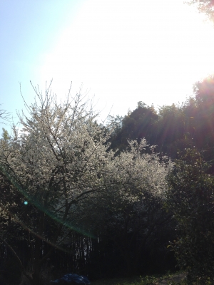 2015-03-29 14.49.40.jpg