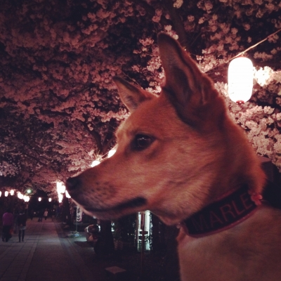 2015-03-30 20.22.15.jpg