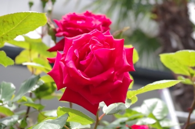 IMGP3376.JPG