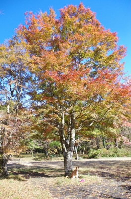 IMGP5277.JPG