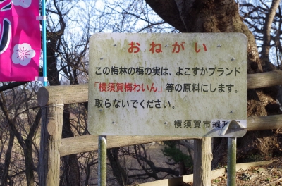 IMGP6670.JPG