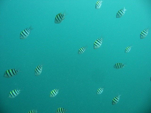 oyabitya