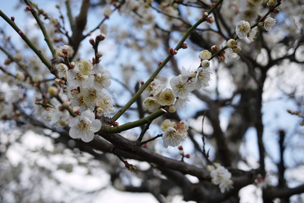 ume.JPG