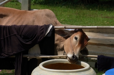 水飲みにきた牛さん!