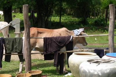 パンツを被った牛さん!