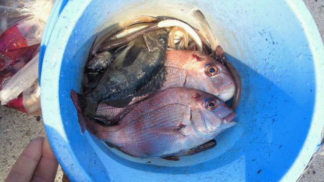 一本釣りで釣った鯛やメバル