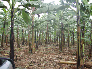 Banana farm