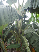 fruits banana