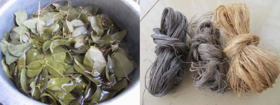 Eucalyptus dye samples