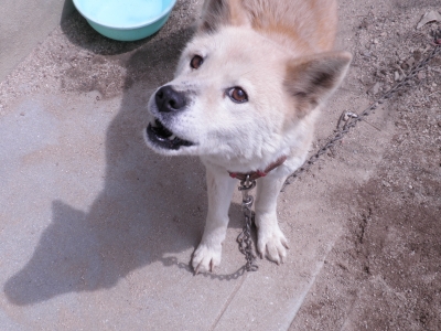 少し元気のないルル