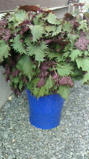 2015071918300000.jpg