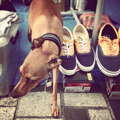 ハウンディーズ モデル 犬