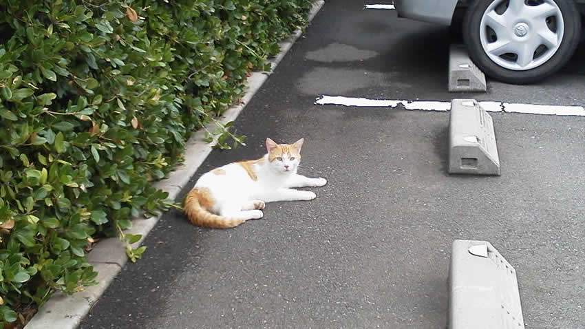 º£Æü¤ÎÇ