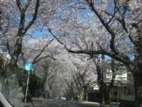 久木の桜