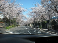 久木の桜