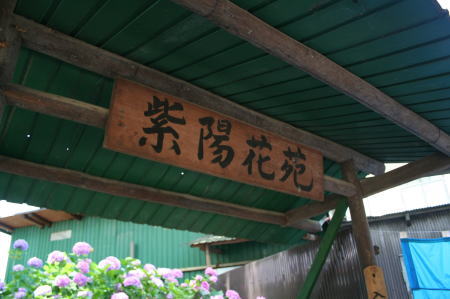 紫陽花苑