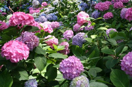 紫陽花