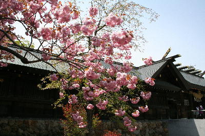 八重桜