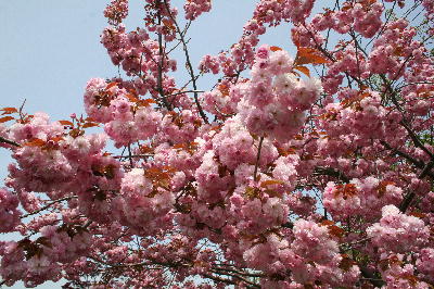 八重桜2