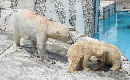 ホッキョクグマ親子2