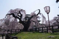 弘前城(青森)2011