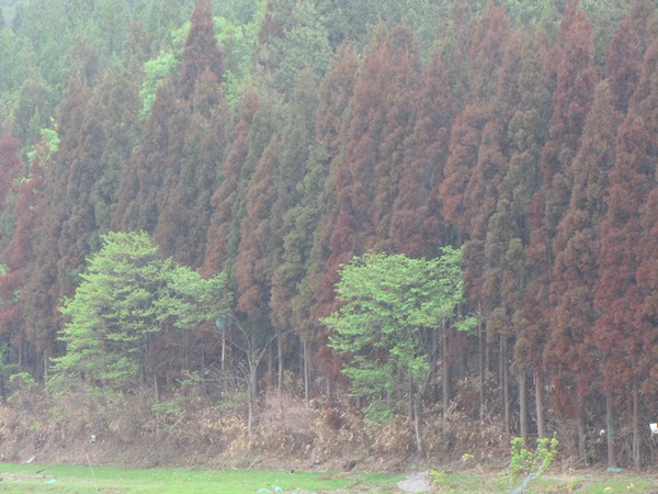 yoshihama052808