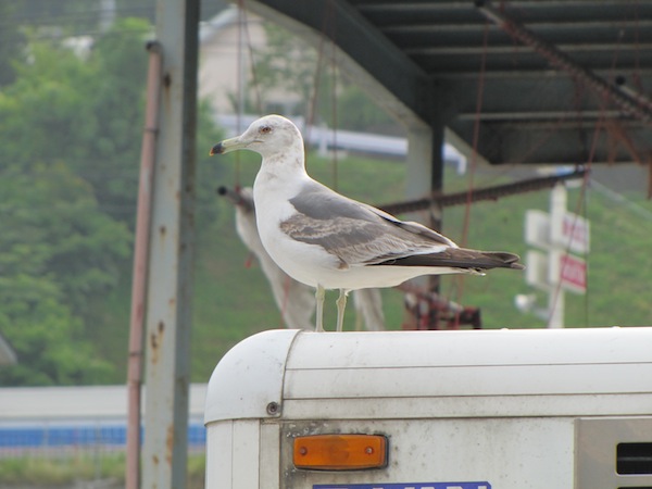 oofunatouoichiba061214
