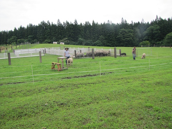 koiwai071633