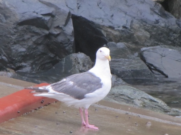kojigyokou073009