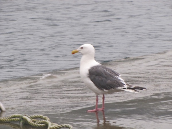 kojigyokou073010