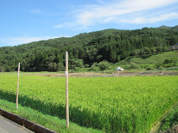 yoshihama090205