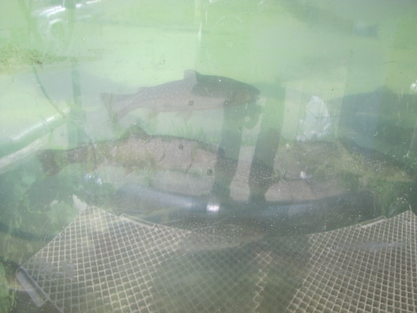 hondera090329