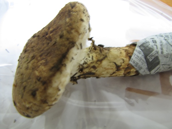 matsutake101806