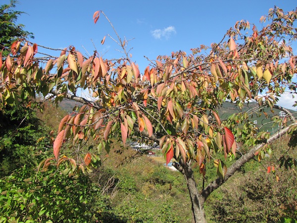 ryouri110904