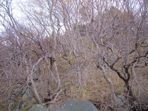sakihama120317