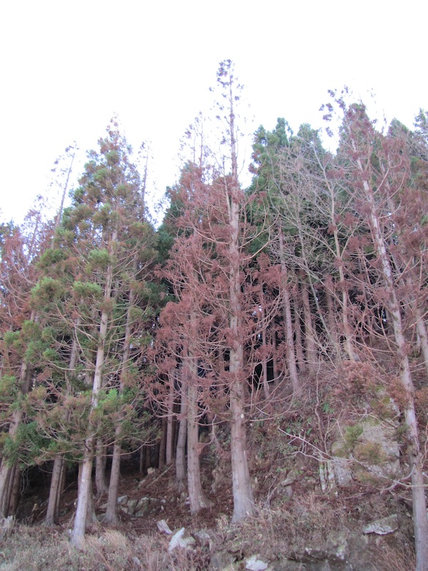 yoshihama122036