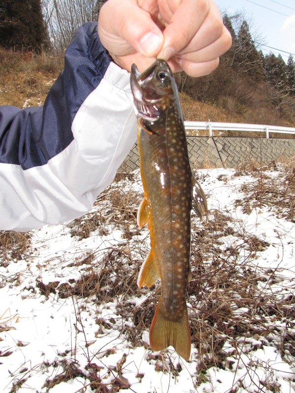 tamanoyu030525