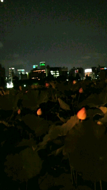 2008081221120001.jpg