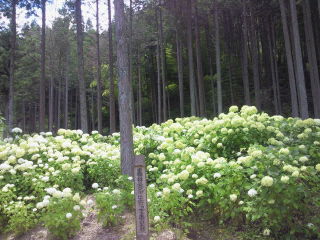 2013071712440000.jpg