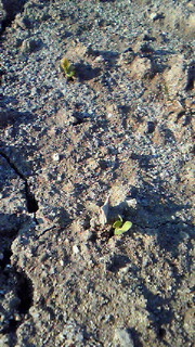 201203260729000.jpg