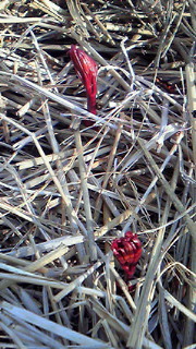 201203251605000.jpg