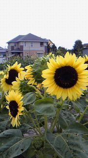 201306240845001.jpg