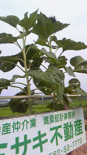 201407221541000.jpg
