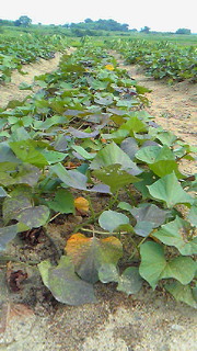 201407221540000.jpg