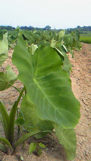 201407221542000.jpg