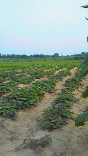 201407221543000.jpg