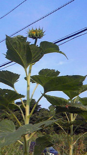 201407240642000.jpg